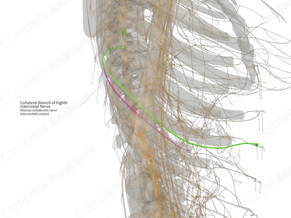 Collateral Branch of Eighth Intercostal Nerve (Right)