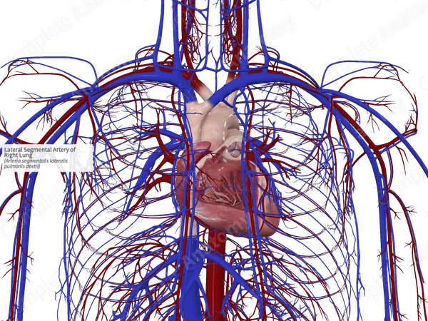 Lateral Segmental Artery of Right Lung