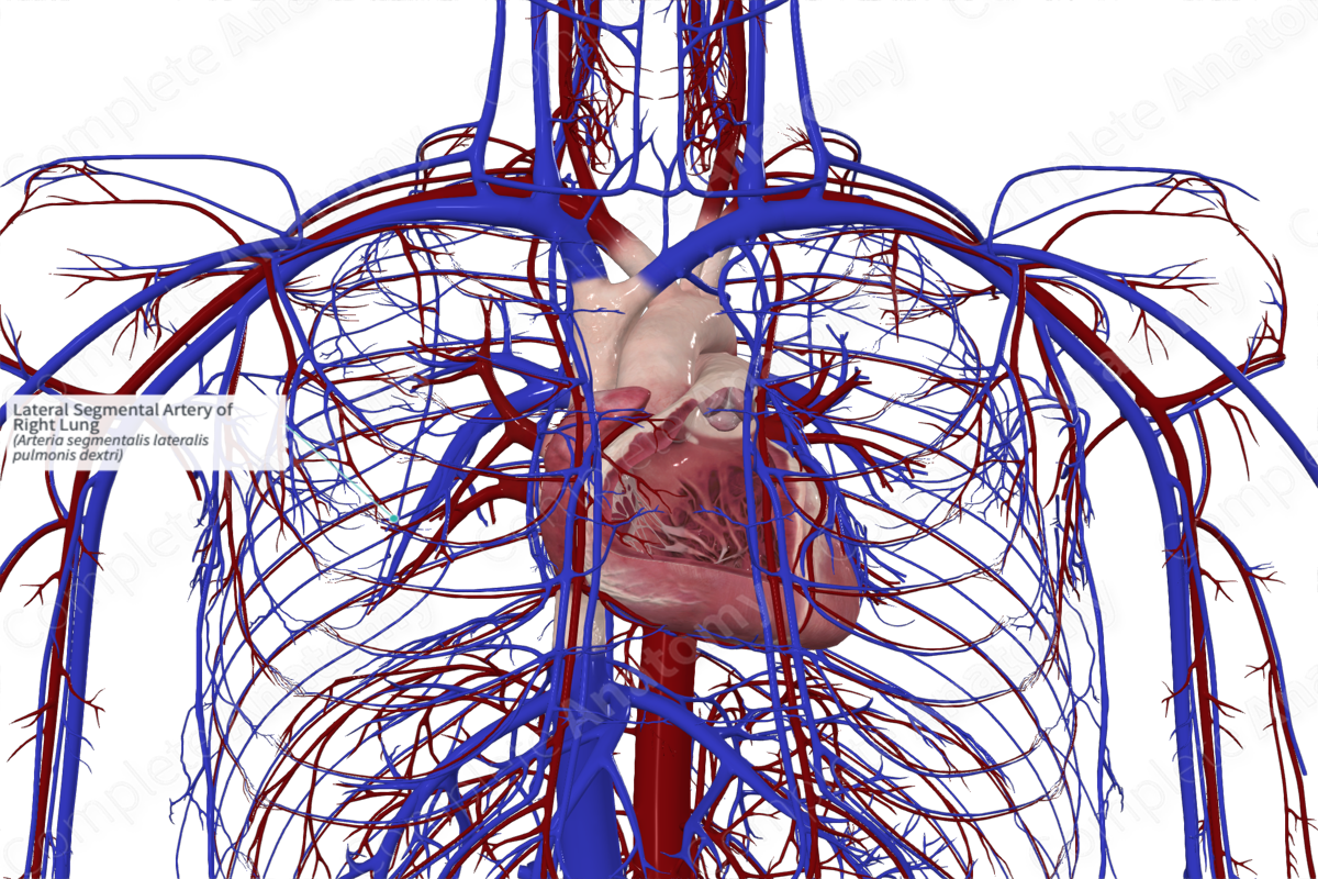 Lateral Segmental Artery of Right Lung