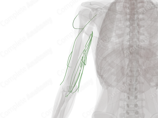 Lymph Vessels of Arm (Left)
