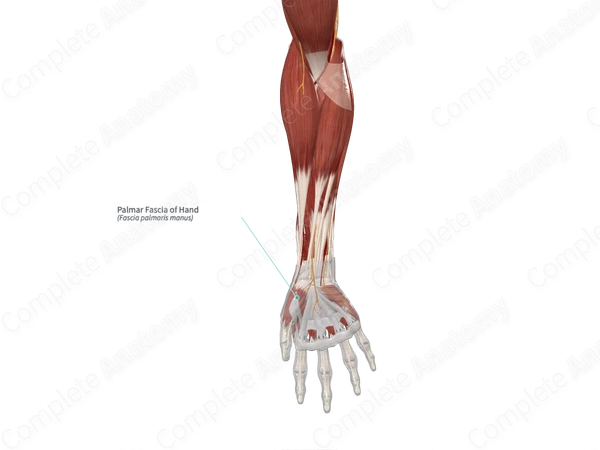 Palmar Fascia of Hand