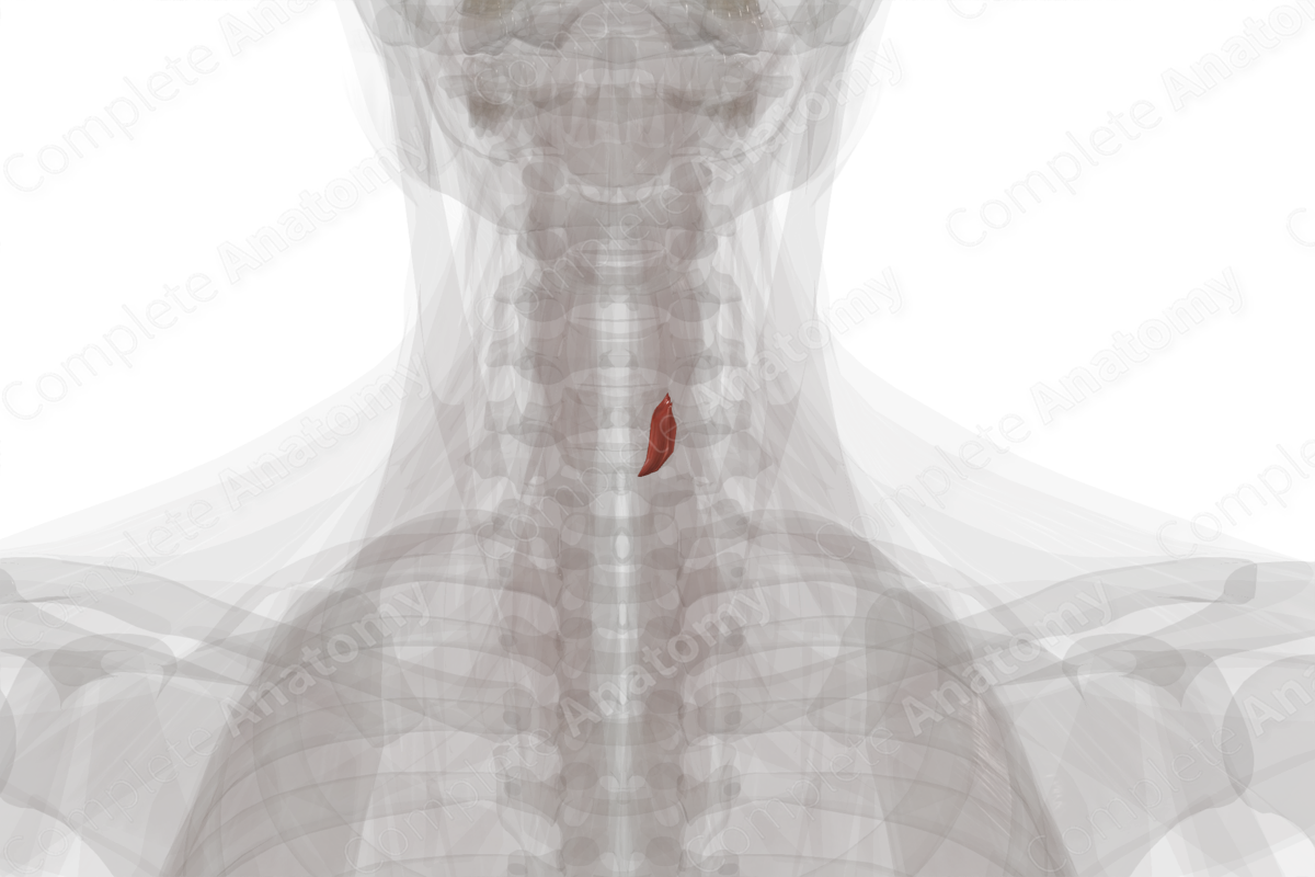 Cricothyroid Muscle (Left)