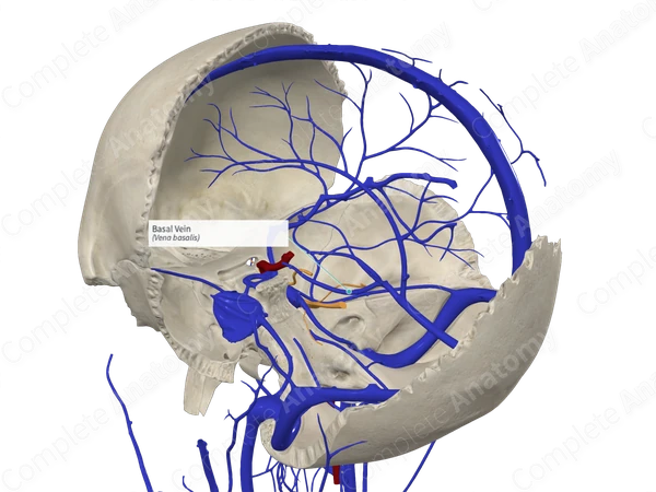 Basal Vein 