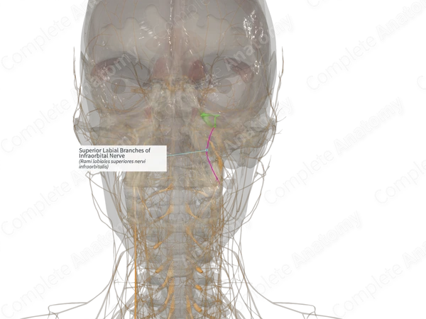 Superior Labial Branches of Infraorbital Nerve (Right)