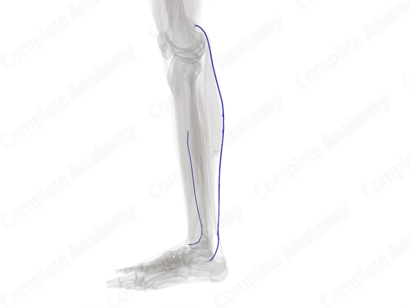 Superficial Veins of Leg (Left)