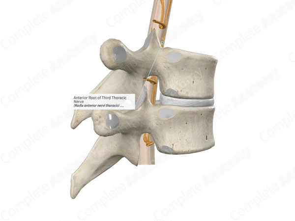 Anterior Root of Third Thoracic Nerve