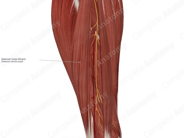 Extensor Carpi Ulnaris 
