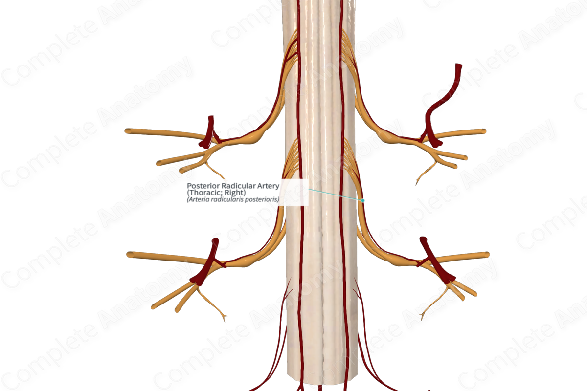 Posterior Radicular Artery (Thoracic; Right)