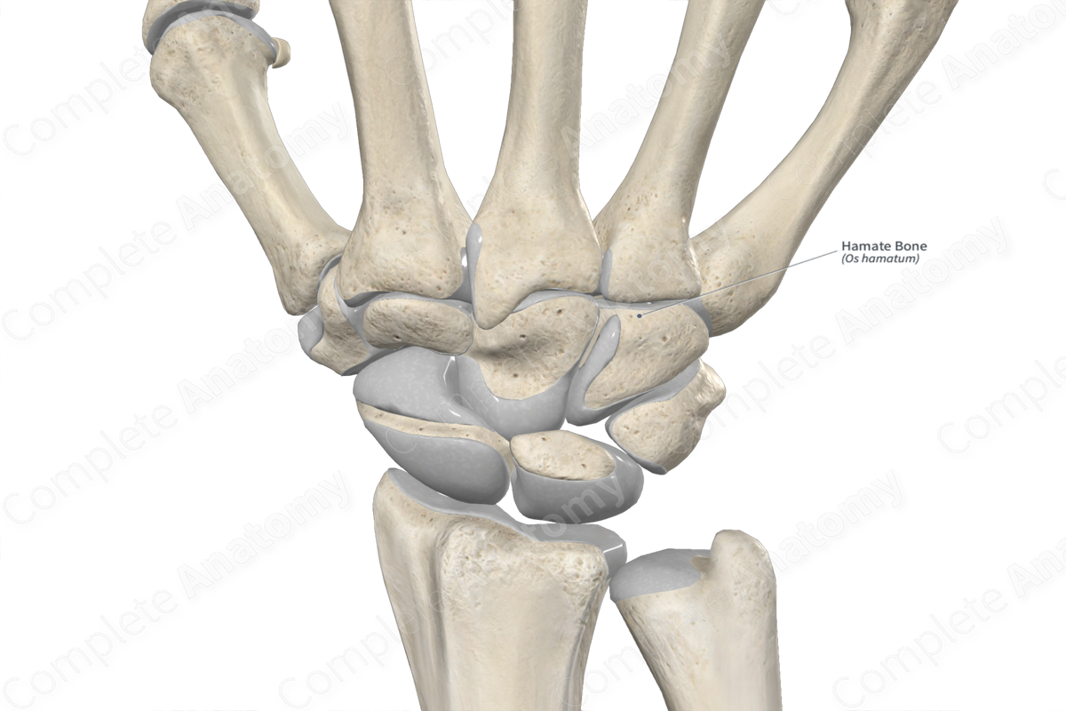 Hamate Bone Complete Anatomy