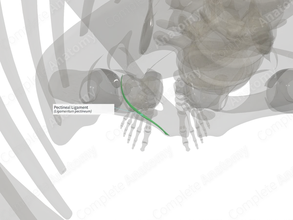 Pectineal Ligament (Right)