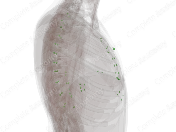 Parietal Thoracic Lymph Nodes