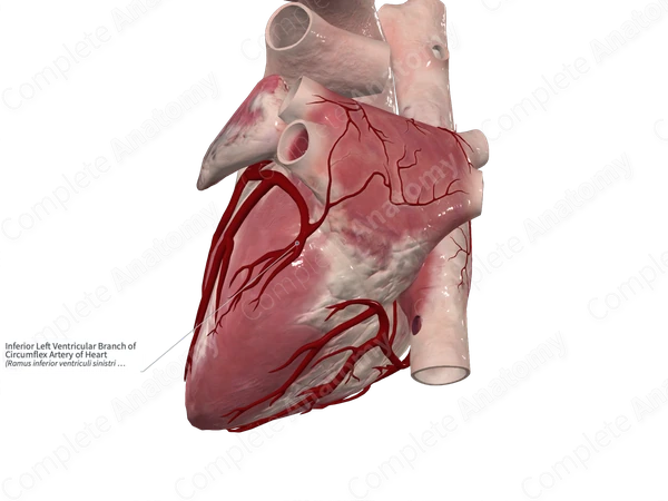 Inferior Left Ventricular Branch of Circumflex Artery of Heart