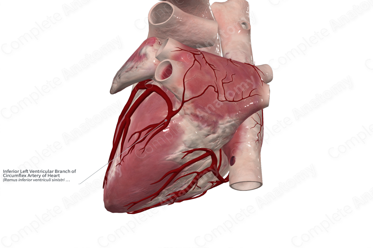 Inferior Left Ventricular Branch of Circumflex Artery of Heart