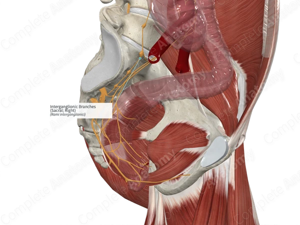 Interganglionic Branches (Sacral; Right)