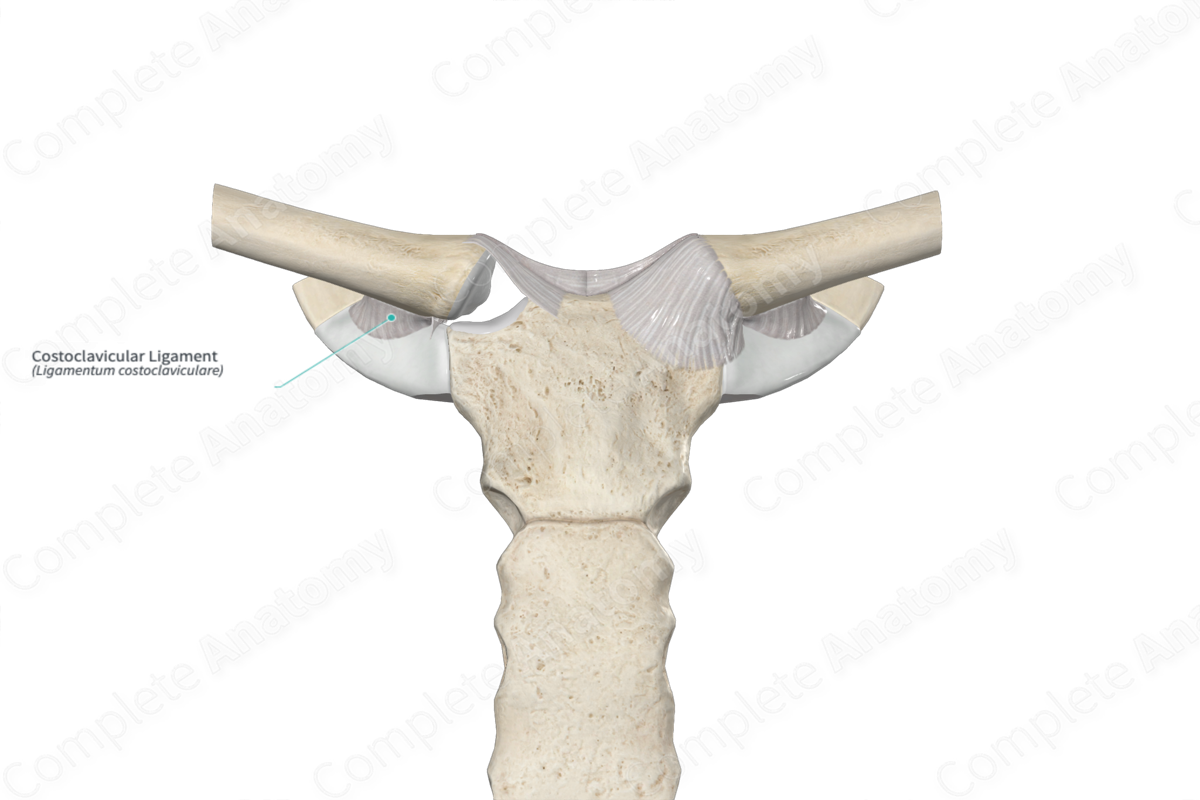 Costoclavicular Ligament | Complete Anatomy