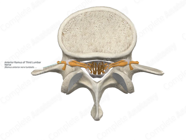 Anterior Ramus of Third Lumbar Nerve 