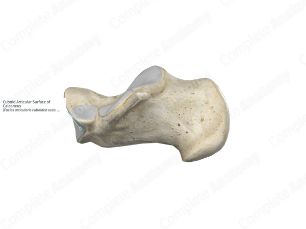 Cuboid Articular Surface of Calcaneus 