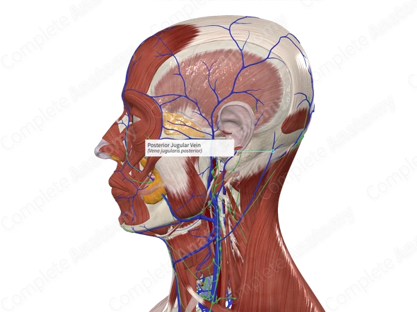 Posterior Jugular Vein 