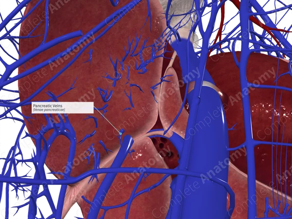 Pancreatic Veins