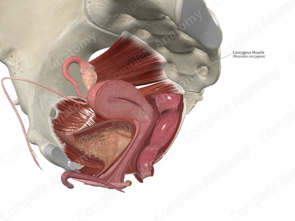 Coccygeus Muscle
