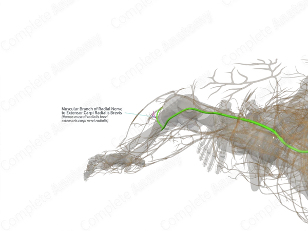 Muscular Branch of Radial Nerve to Extensor Carpi Radialis Brevis (Left)