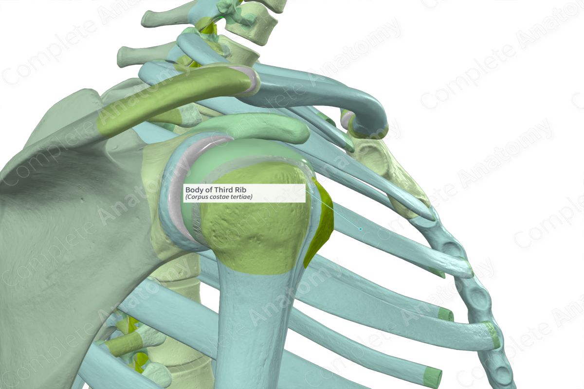 Third Rib  Complete Anatomy