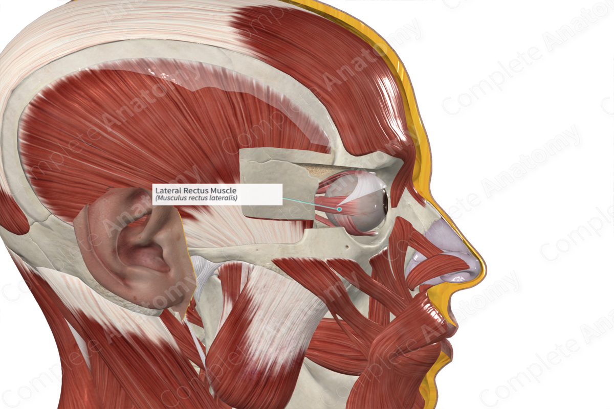Lateral Rectus Muscle 