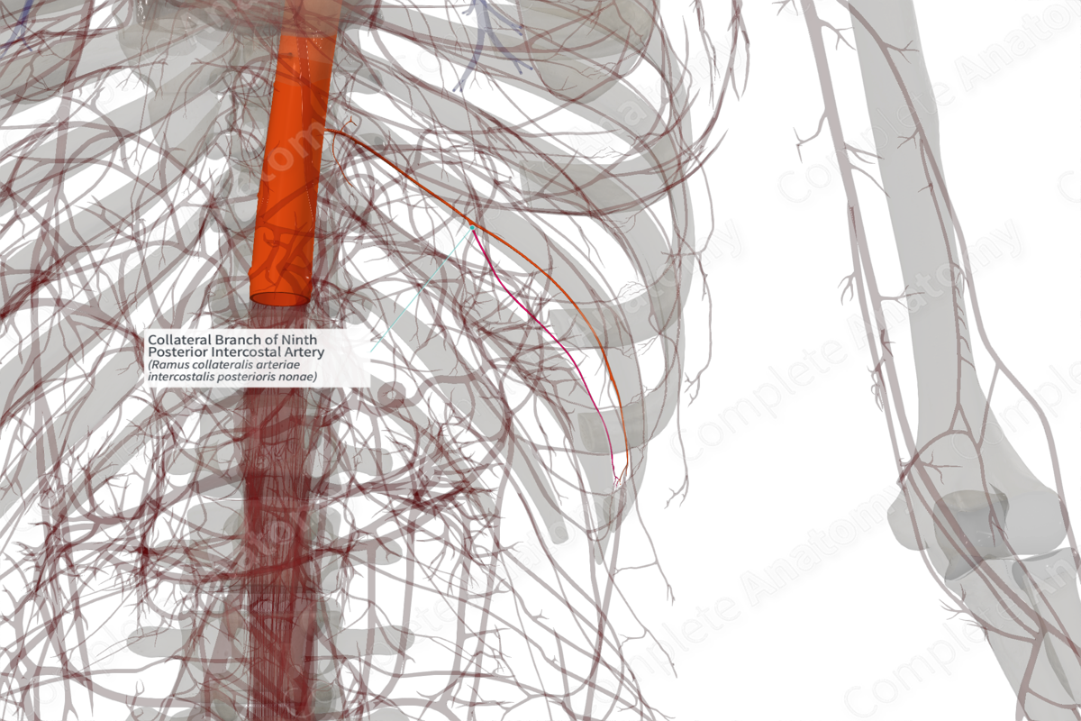 Collateral Branch Of Ninth Posterior Intercostal Artery (Left ...