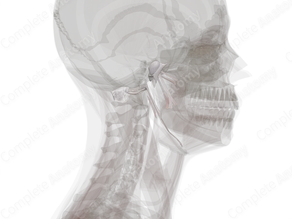 Joints of Skull