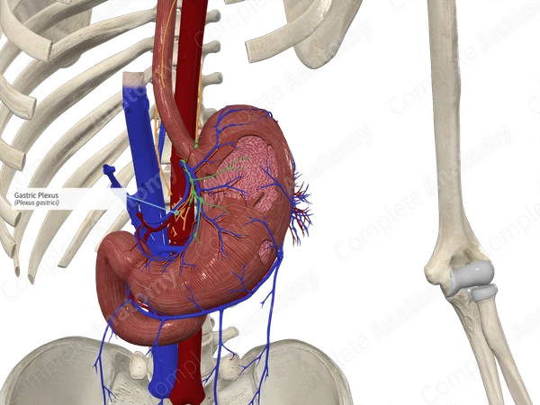 Gastric Plexus