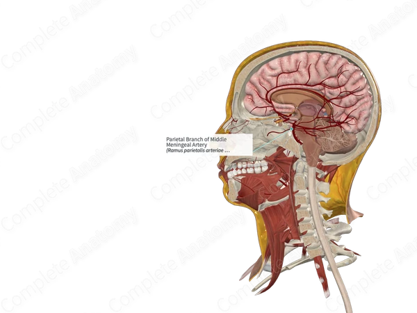 Parietal Branch of Middle Meningeal Artery