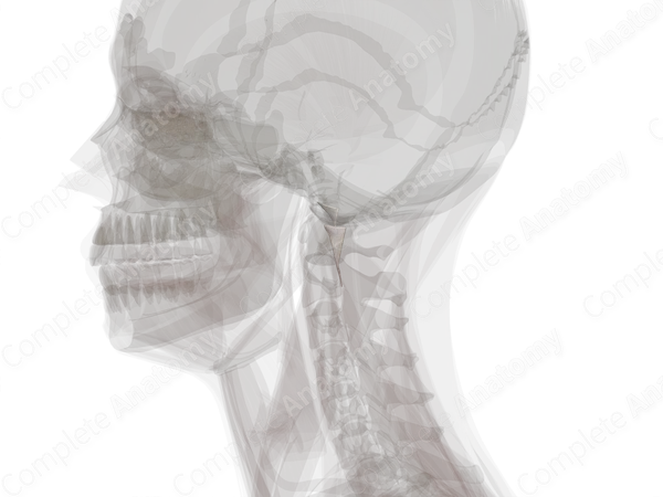 Tectorial Membrane of Cervical Vertebral Column