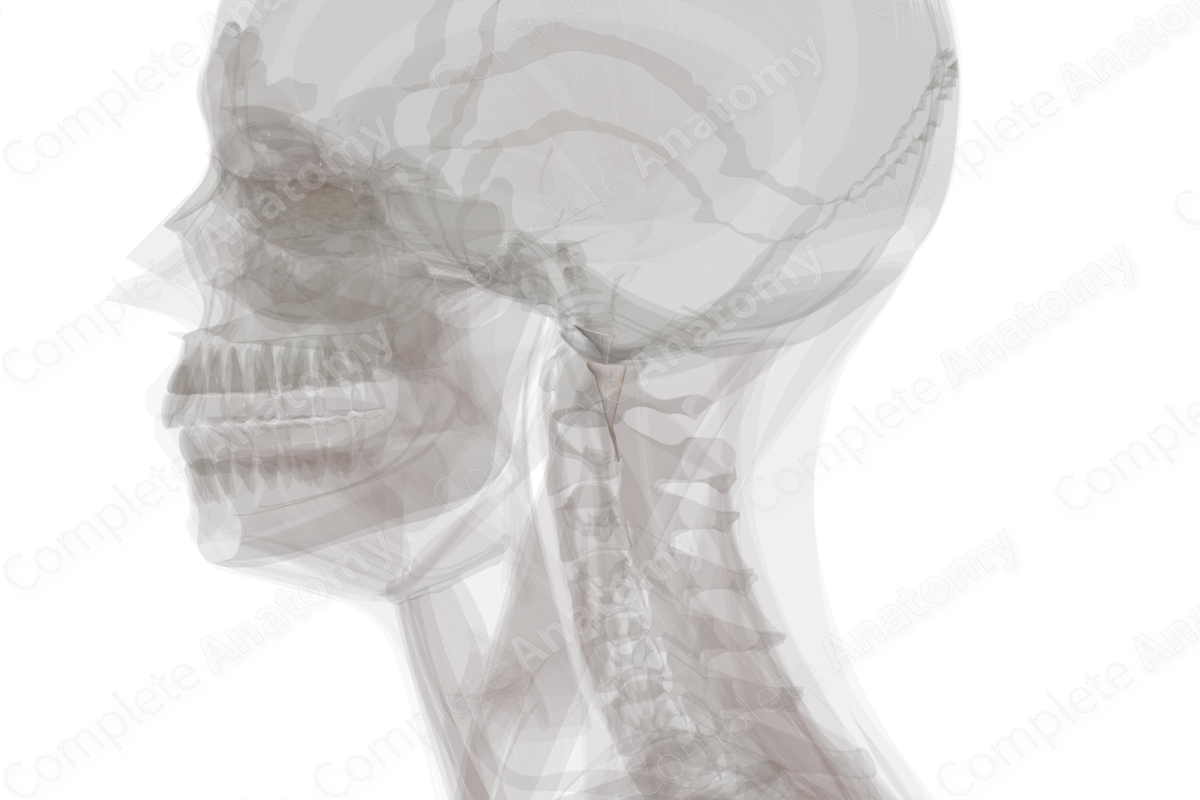 Tectorial Membrane of Cervical Vertebral Column