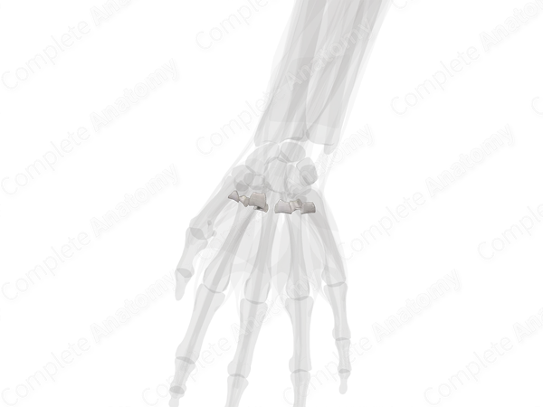 Intermetacarpal Joints (Left)