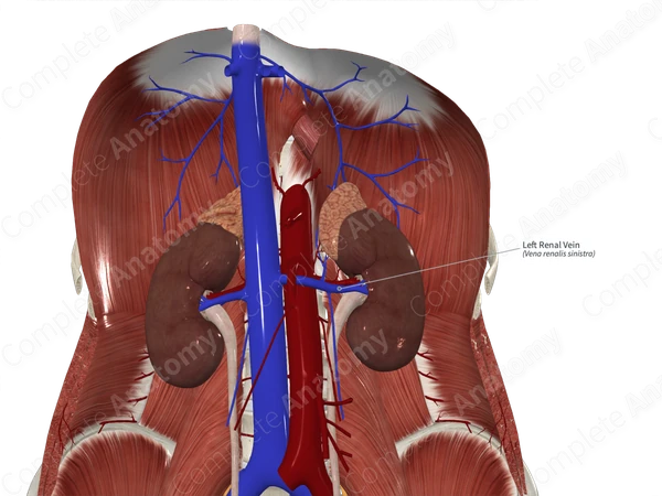 Left Renal Vein
