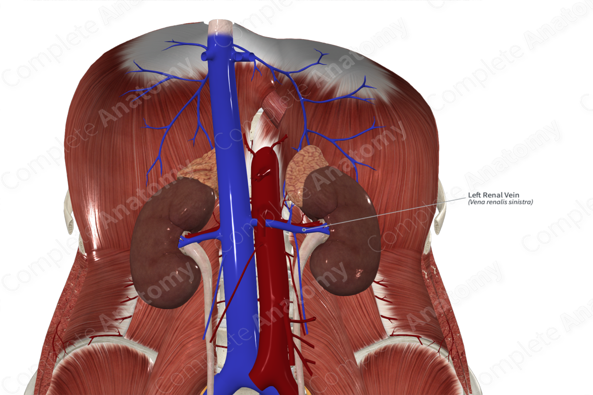 Left Renal Vein