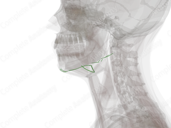 Submandibular Lymph Vessels