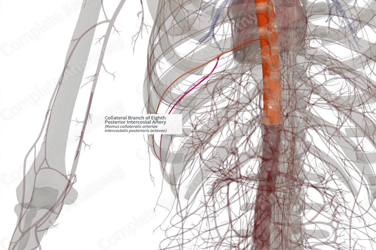 Collateral Branch Of Eighth Posterior Intercostal Artery (Right ...