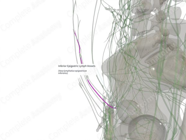 Inferior Epigastric Lymph Vessels (Left)