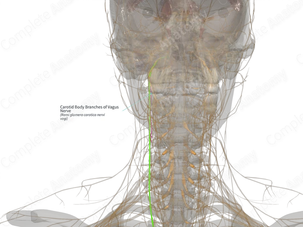 Carotid Body Branches of Vagus Nerve (Left)