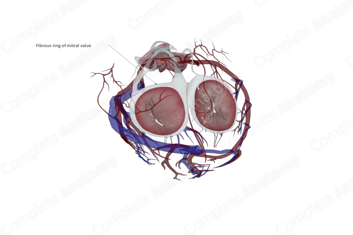 Left Fibrous Ring