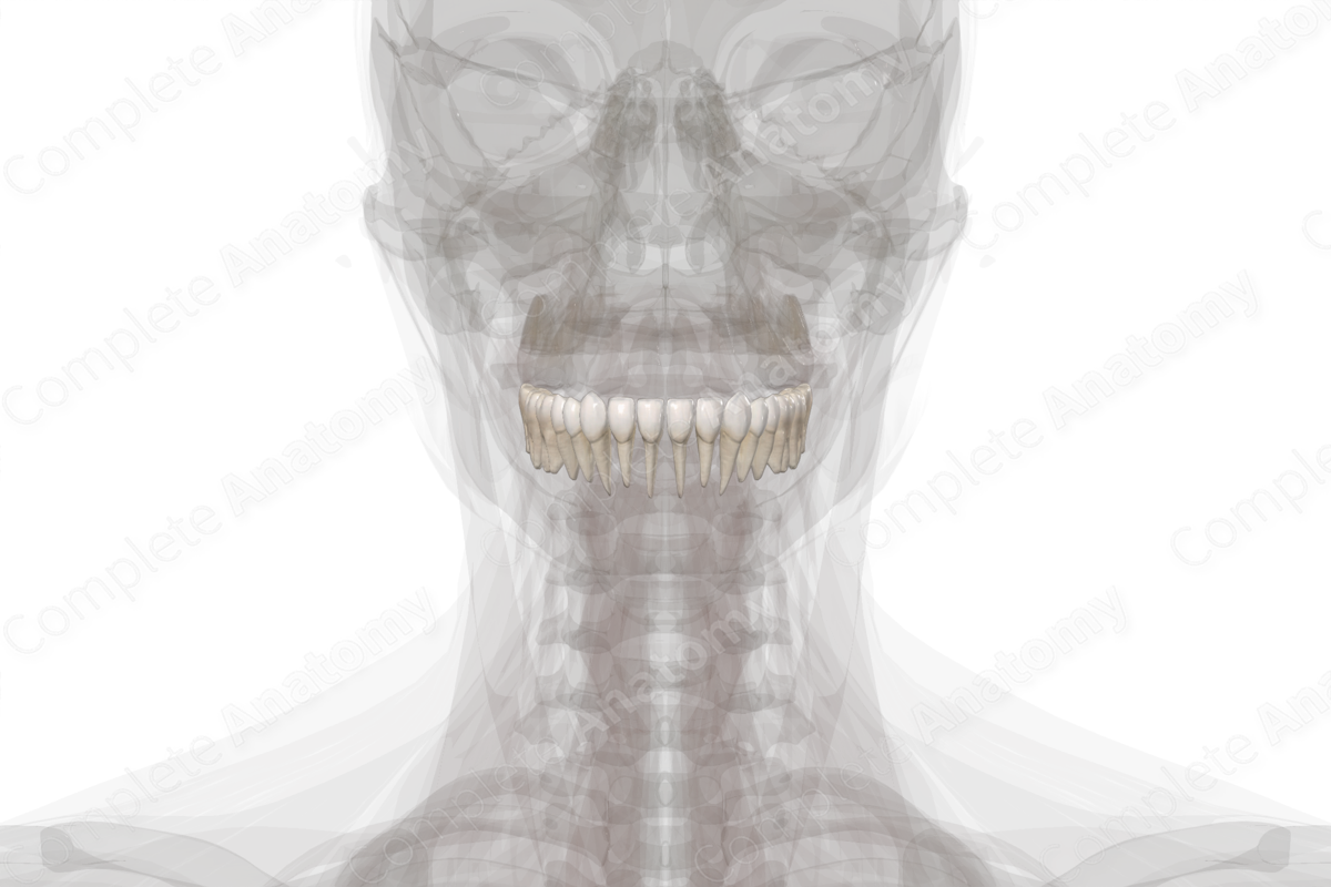 Mandibular Dental Arch