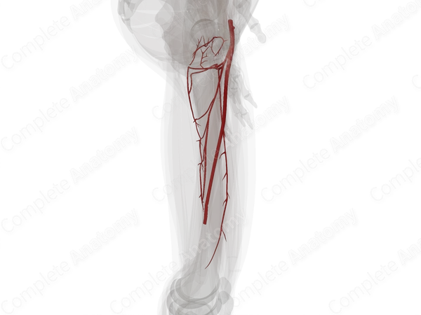 Arteries of Femoral Region (Left)