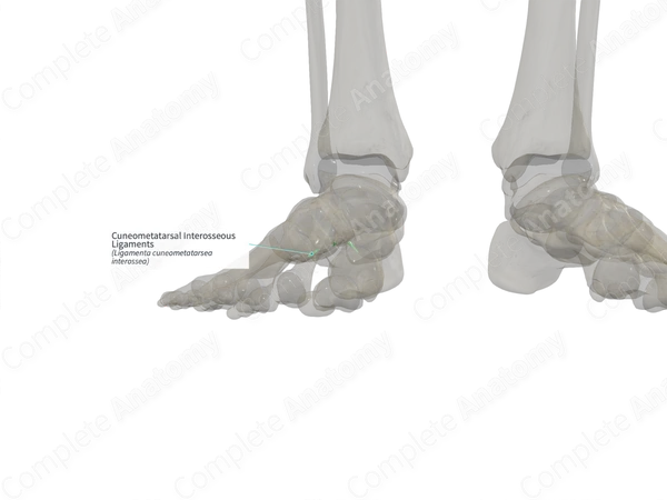 Cuneometatarsal Interosseous Ligaments (Right)