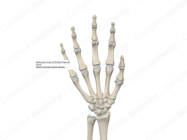 Articular Area of Distal Part of Ulna