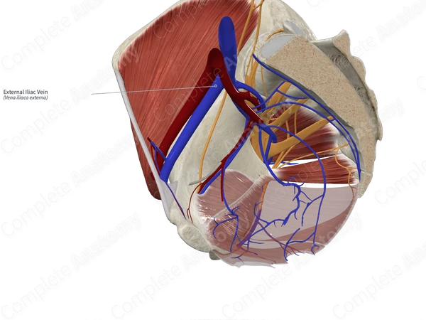 External Iliac Vein