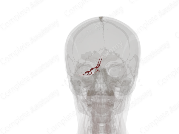Branches of Posterior Cerebral Artery (Left)