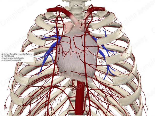 Anterior Basal Segmental Artery of Right Lung