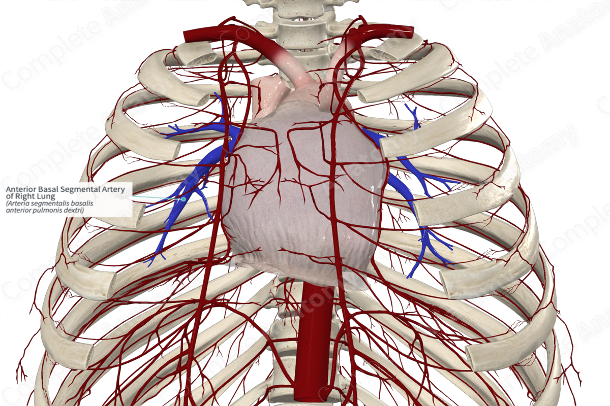Anterior Basal Segmental Artery of Right Lung