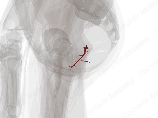 Arteries of Vagina